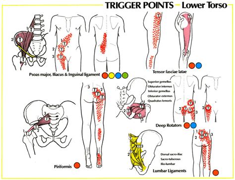 The hip muscles encompass many muscles of the hip and thigh whose main function is to act on the thigh at the hip joint and stabilize the pelvis. Sciatic Nerve Hip Pain | Sciatica Pain Referral Patterns | SUCKITSciatica!!! | Pinterest ...