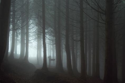 Forest Mist Spooky Wallpapers Hd Desktop And Mobile