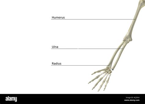 The Bones Of The Upper Limb Stock Photo Alamy