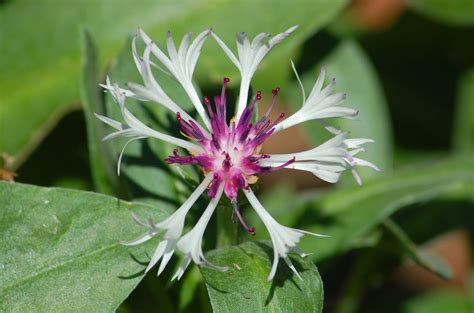 We did not find results for: The Difference Between Perennials and Annuals