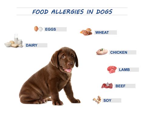 Dog Food Allergies Symptoms Treatments And Home Remedies