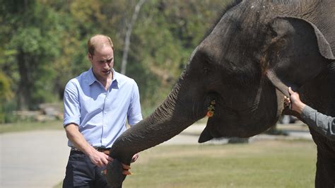 Prince William Praises Year Sentence For Ivory Rhino Horn Trafficker