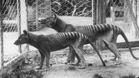 Once Thought Extinct, the Tasmanian Tiger May Still Be Prowling the Planet | HowStuffWorks