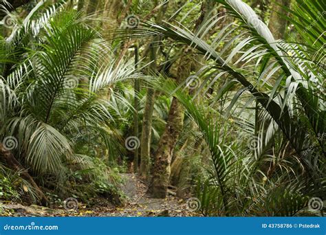 Palm Trees In Rain Forest Stock Photo Image 43758786