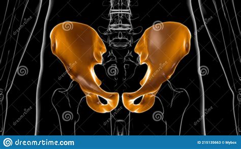 Human Skeleton Hip Or Pelvic Bone Anatomy For Medical Concept 3d Stock