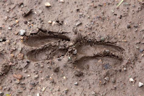 Deer Tracks Stock Photos Pictures And Royalty Free Images Istock