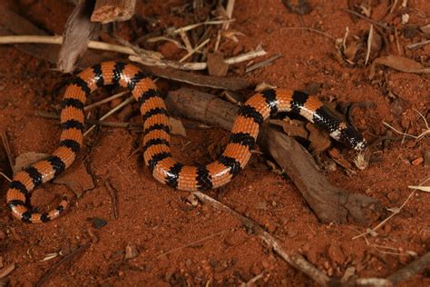 Desert Banded Snake Simoselaps Anomalus Elapidae Of Aust Flickr