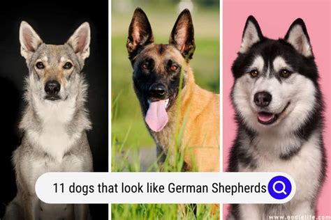 What Are The Dogs That Look Like German Shepherds