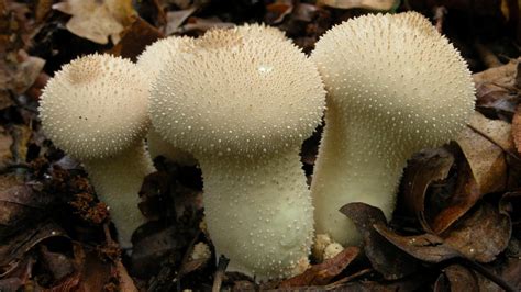 Lycoperdon Perlatum The Edible Common Puffball Mushroom
