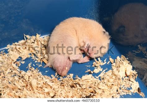Orange Syrian Hamster Sleeping On Corner Stock Photo 460730110
