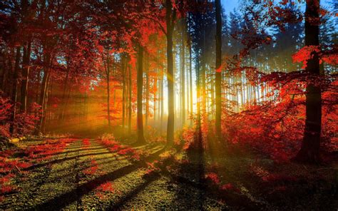 Forest Sunset Wallpapers 4k Hd Forest Sunset Backgrounds On Wallpaperbat