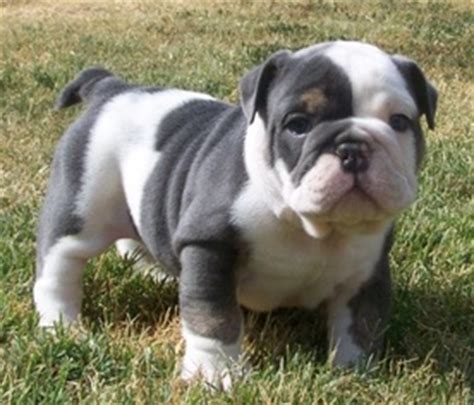 Find english bulldogs puppies & dogs for sale uk at the uk's largest independent free classifieds site. View Ad: Bulldog Puppy for Sale near California, NORCO ...