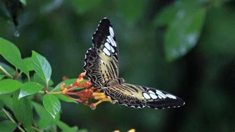 Butterfly Safari Thenmala India Top Attractions Things To Do