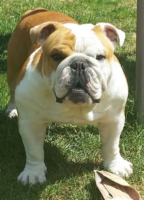 Stayed up all night to keep a check on her. Beautiful red and white English Bulldog for Stud H ...