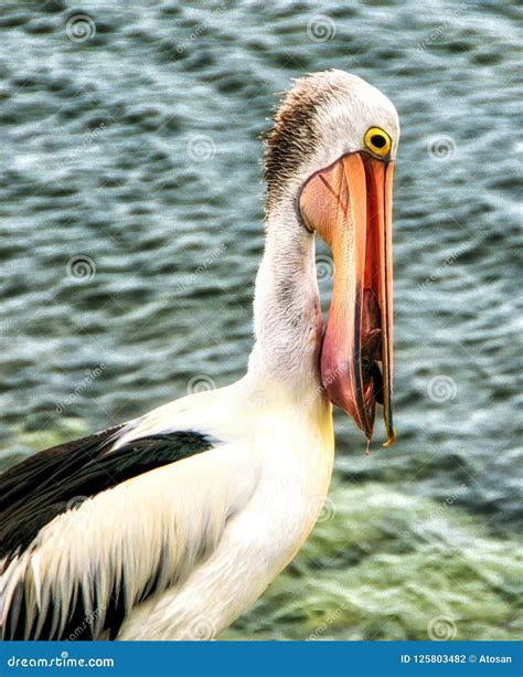 Pelican Eating Fish Stock Photo Image Of Fishing Beak 125803482