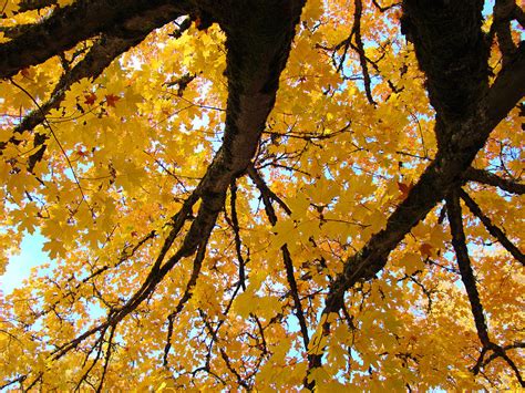 Yellow Fall Trees Prints Autumn Leaves Photograph By Patti Baslee
