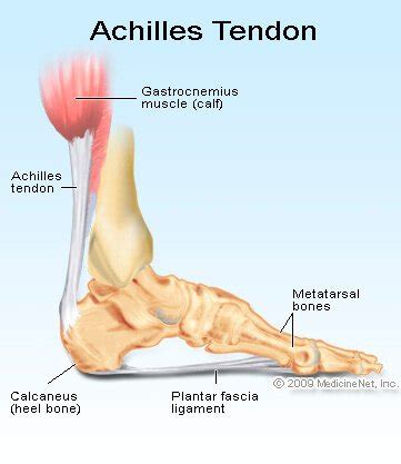 A tendon or sinew is a tough band of fibrous connective tissue that connects muscle to bone and is capable of withstanding. Ruptured Tendon: Read About Symptoms and Treatment