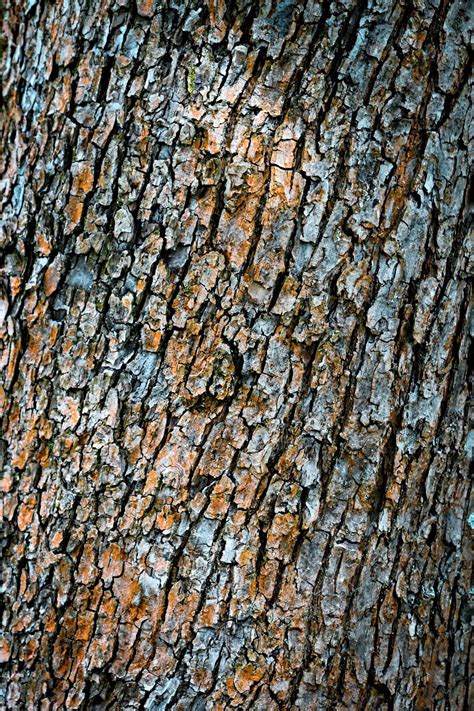 Color Of Dried Up Tree Bark By Jozef Jankola Photo 85699031 500px