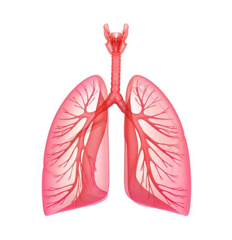 Do let us know how this post helped you. How to Increase Your Lung Capacity