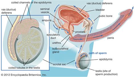 Human Reproductive System The Testes Britannica