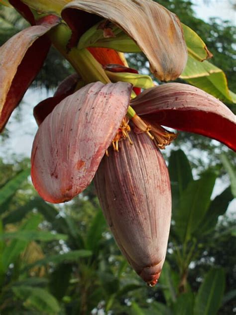 10 Health Benefits Of Banana Flower The Hills Times