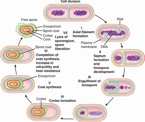 Bacterial Growth Cycle