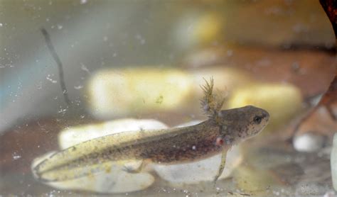 ID Help Ambystoma Maculatum Spotted Salamander Larvae Caudata Org