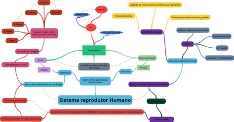 Mapa Mental Sistema Genital Feminino Brainstack Images