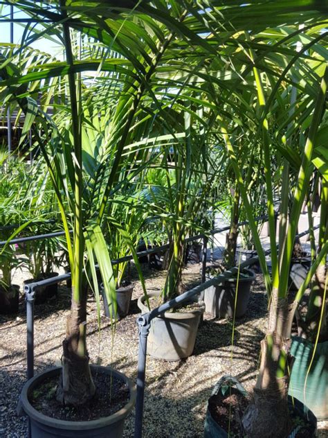 Kentia Palm Palms Ross Evans Garden Centre