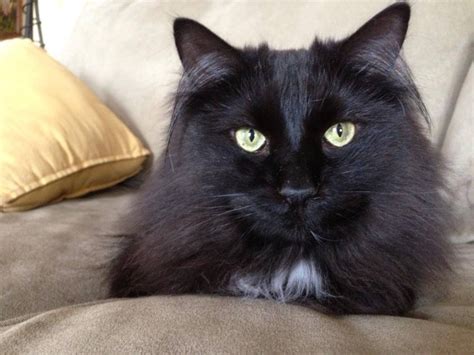 Darcy robinson is the designer and owner of chantilly lace designs. Some Must Know Facts About Chantilly-Tiffany | Chantilly ...