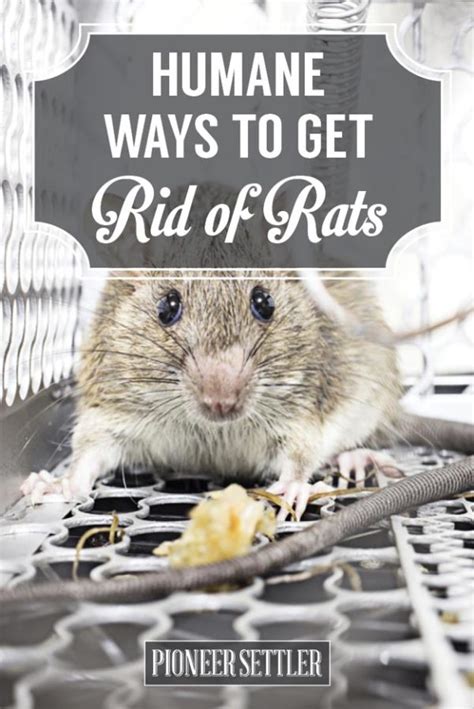 1 how do i get rid of rats without killing them? How To Get Rid of Mice In Your House Humanely ...