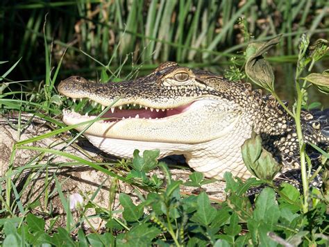 Alligator Populations in Alabama | OutdoorHub