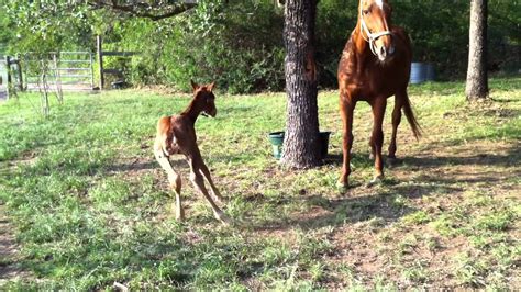 Newborn Horse Stands Up For The First Time Youtube