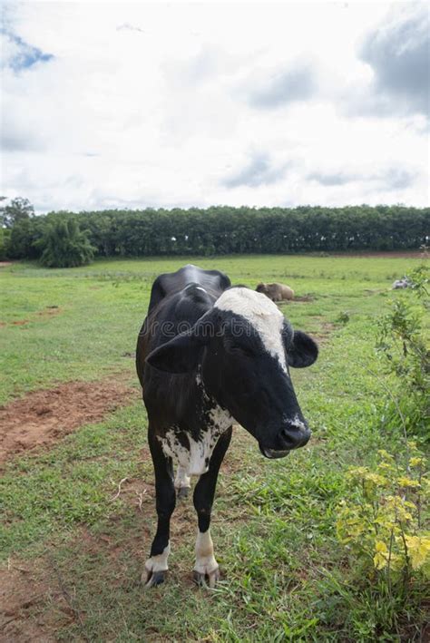 Close Up Of Cow On Brazilian Farm Beef Cattle Stock Photo Image Of
