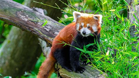 Red Panda Animal Wood Log Tree Trunk Green Leaves Wildlife Stare Look