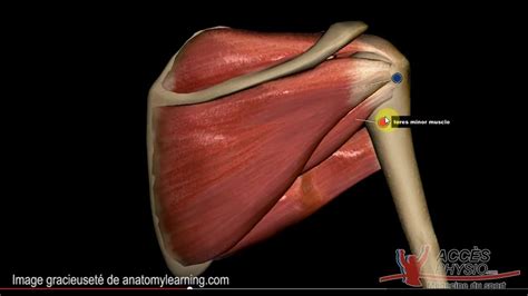 Bonjour à tous, en faisant des exercices de musculation, j'ai ressenti un douleur à l'épaule droite (je suis droitier), j'ai fait 2 séances . Tendinite épaule/ Coiffe rotateurs/ Accrochage épaule ...