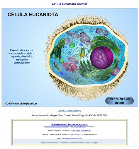 Célula Eucariota Animal En 3d Recursos Educativos Digitales