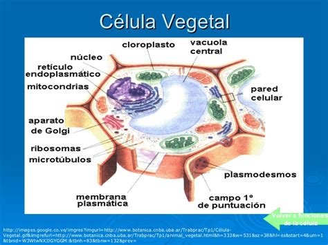 La Celula Vegetal Y Sus Partes Pdf Consejos Celulares