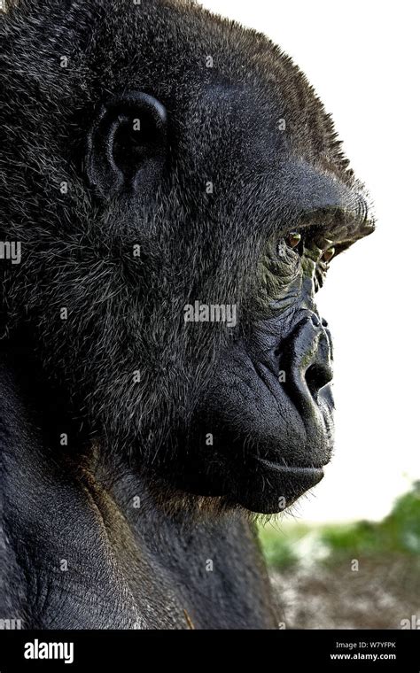 Gorilla Closeup Hi Res Stock Photography And Images Alamy