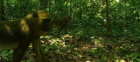 Wild Cam Exploring The Mammals Of Equatorial Guinea The Wildlife Society