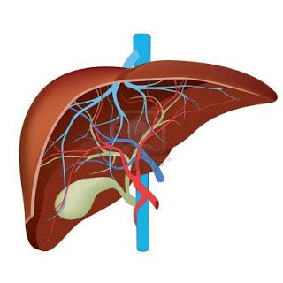 The liver is a vital organ found in humans and other vertebrates. Liver diagram for assignment ~ Human Anatomy