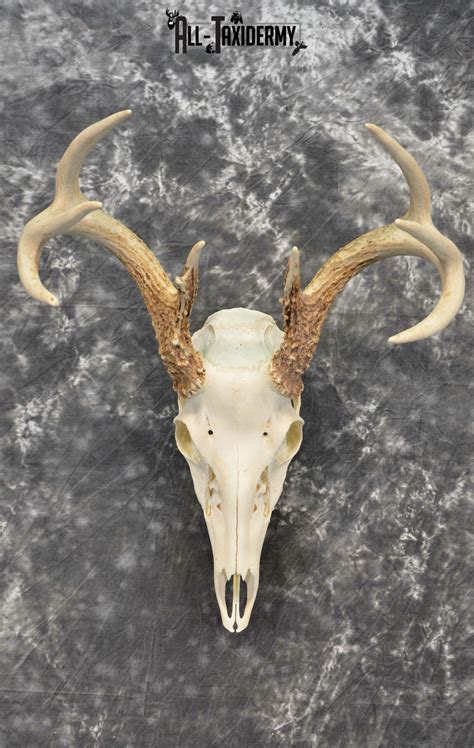 Whitetail Deer European Taxidermy Mount For Sale Sku 1031 All Taxidermy