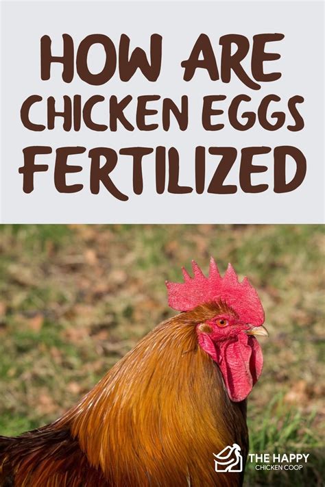 How Are Chicken Eggs Fertilized The Happy Chicken Coop