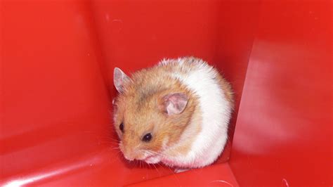 Hamster Free Stock Photo Public Domain Pictures