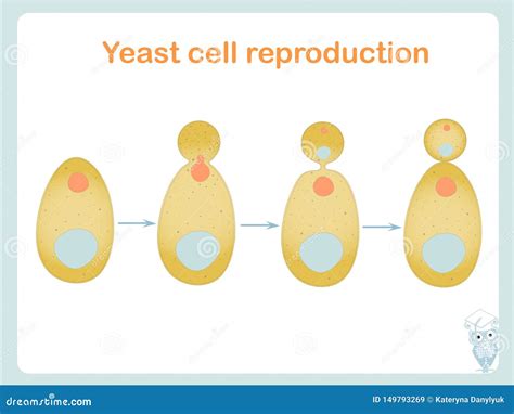 Yeast Cell Reproduction Scheme Stock Vector Illustration For