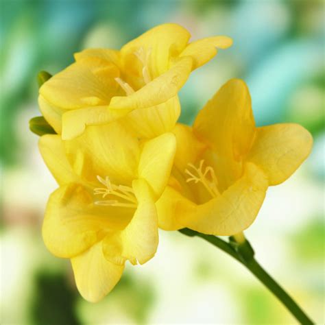 Freesia Single Yellow Freesia Lacteal Corms Fragrant Yellow