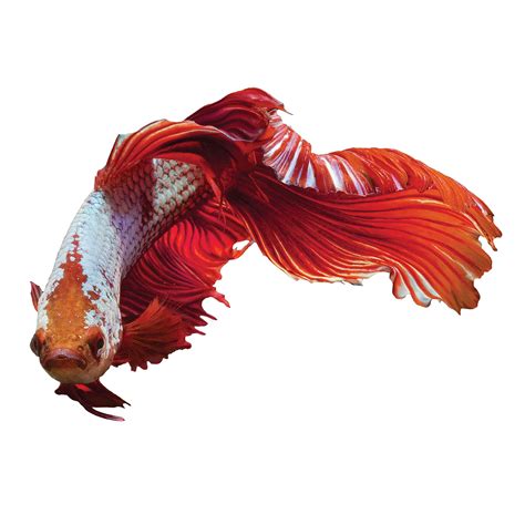 Dragon Scale Male Betta Fish Fish Goldfish Betta And More Petsmart