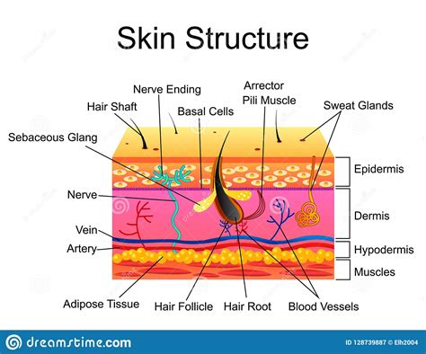 Human skin is a highly complex organ though in many transdermal drug delivery studies it is often regarded somewhat simplistically as. The Structure Of The Sensory Neuron. Infographics. Vector ...