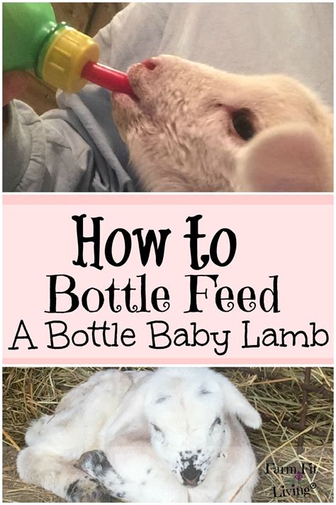 How To Bottle Feed A Lamb Successfully Farm Fit Living