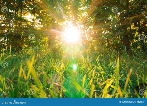 The Sun`s Rays Shine Through The Leaves Of Bushes Trees And Green